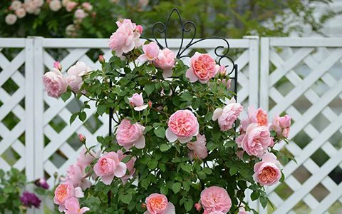 舍农索城堡的女人