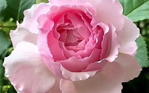 伊芙马蒂诺风琴