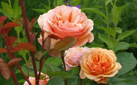 查尔斯•奥斯汀