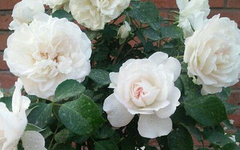 白梅兰/ 白米农/白色梅兰蒂娜