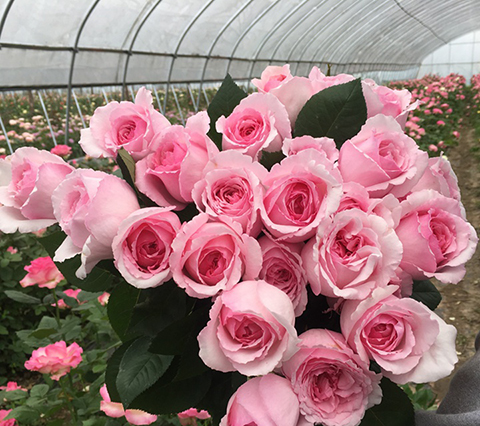 伊芙马蒂诺风琴