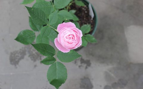 皮埃尔欧格夫人