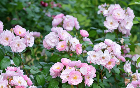 苹果花