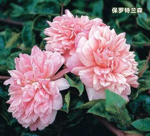保罗特兰森
