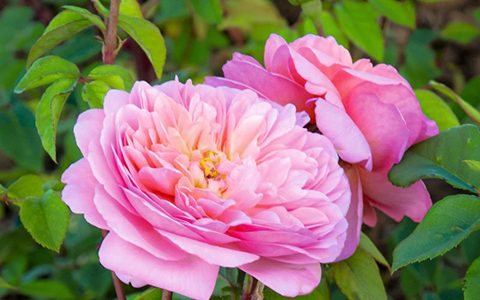 索尼娅·里基尔