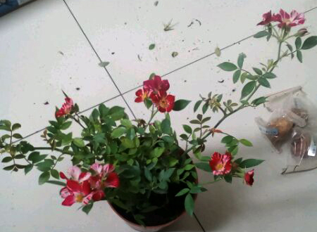 花风火