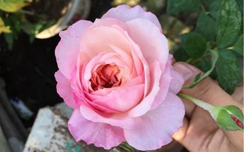 康斯坦茨月季长得高不高