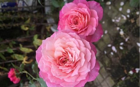 康斯坦茨月季香吗