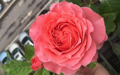 珊瑚果冻月季一般长多高