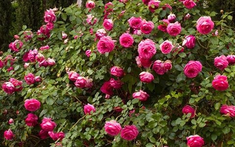 龙沙宝石爬藤月季一年开几次花