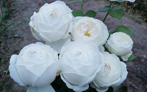 婚礼之路月季值得入手吗