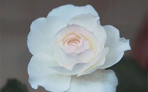 心之水滴和婚礼之路的区别