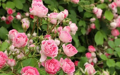 胭脂扣月季是藤本还是灌木