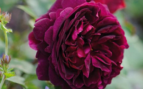 黑伍德月季花径多大