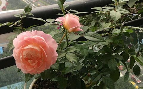 海神王阳台月季花期多少天