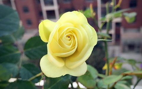 奶油龙沙宝石月季适合广东养吗