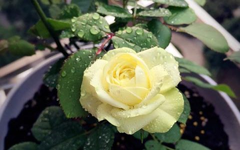 奶油龙沙适合在阳台养吗