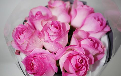 伊芙雪伯爵月季的优缺点