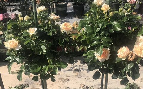 比较好看的月季棒棒糖品种有哪些