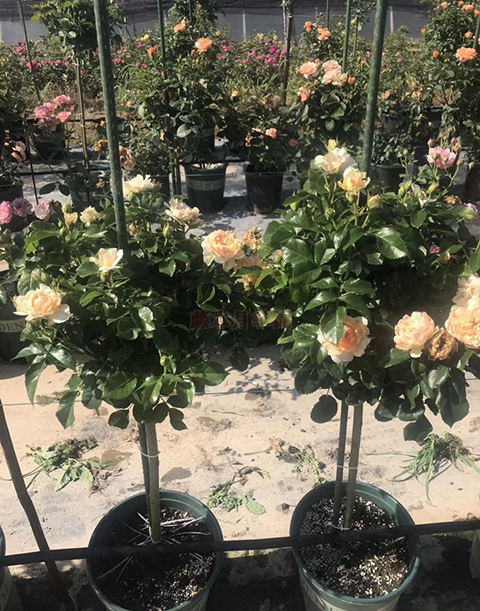 比较好看的月季棒棒糖品种有哪些