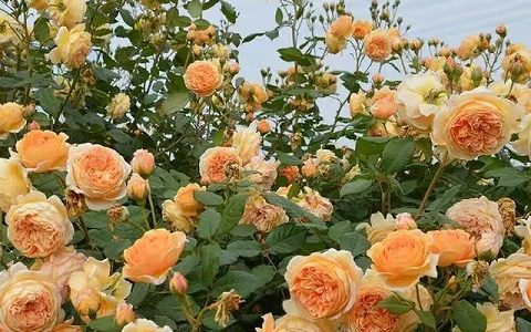 玛格丽特王妃月季单花花期多久