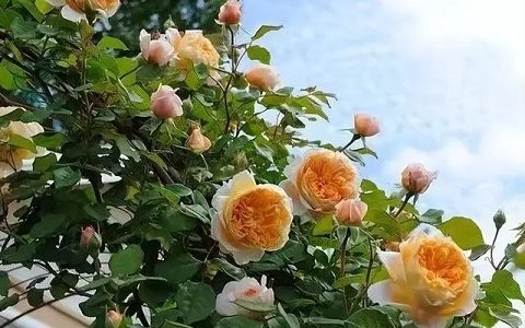 玛格丽特王妃月季一年开几次花