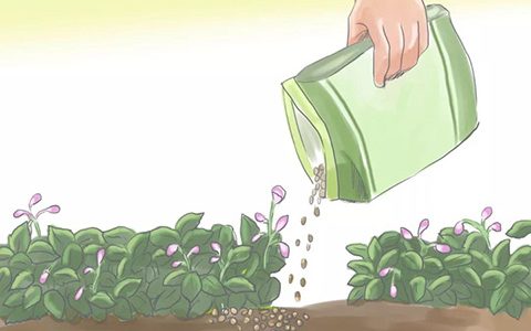 如何施肥才能够让月季爆盆