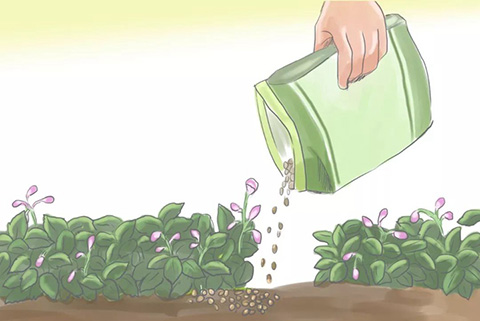 月季花期可以施肥吗