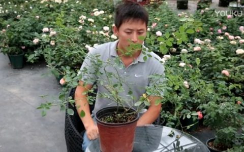 月季缺钙有哪些症状，怎么补钙