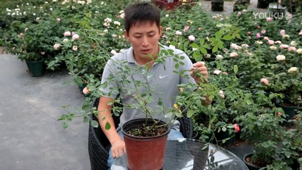 月季缺钙有哪些症状，怎么补钙？