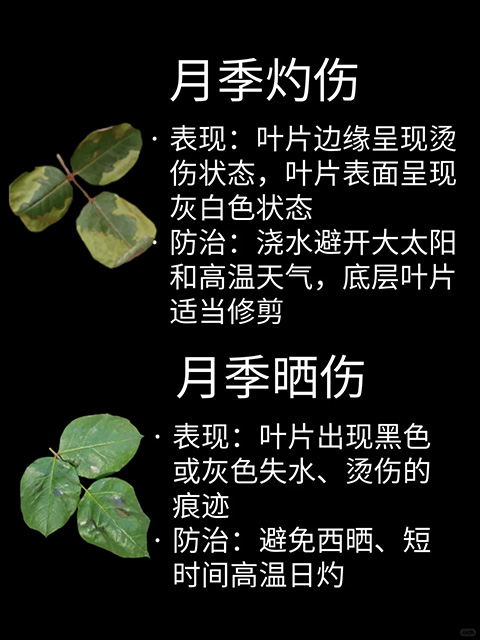 观叶识害（月季常见问题图鉴）