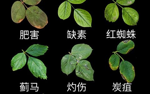 观叶识害（月季常见问题图鉴）