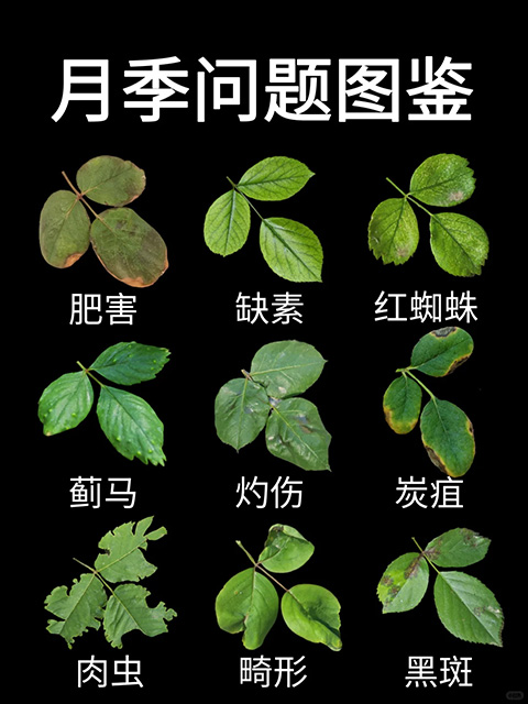 观叶识害（月季常见问题图鉴）