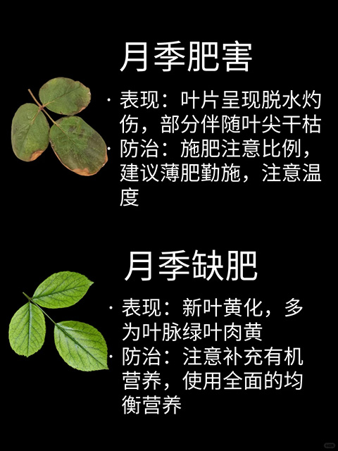 观叶识害（月季常见问题图鉴）
