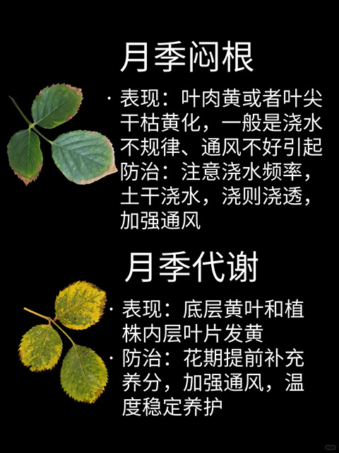 观叶识害（月季常见问题图鉴）