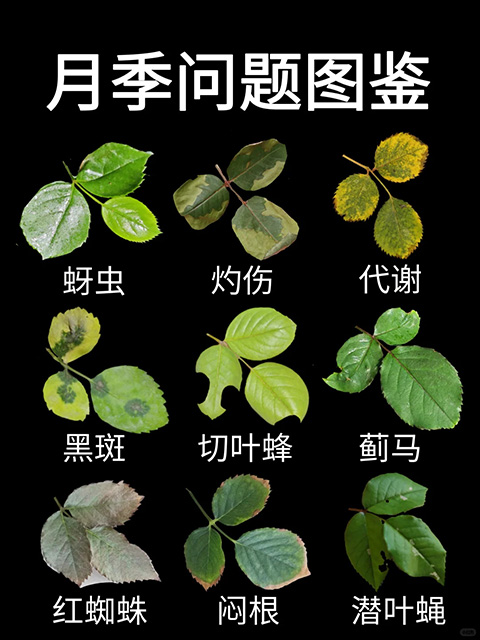 观叶识害（月季常见问题图鉴）
