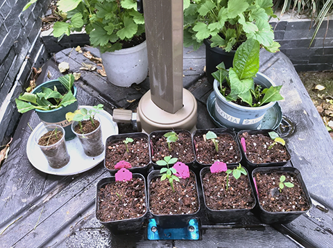 如何让扦插月季小苗长壮 如何让扦插月季小苗长壮