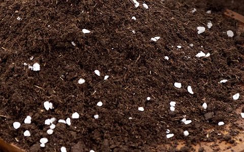 月季小苗怎么养长得快