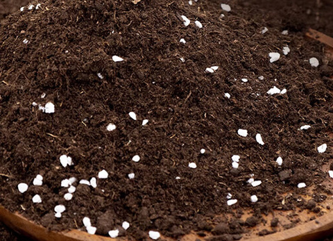 月季小苗怎么养长得快