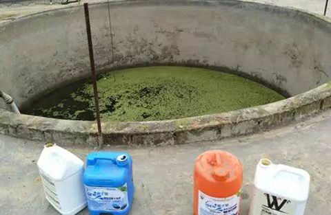 月季小苗怎么养长得快