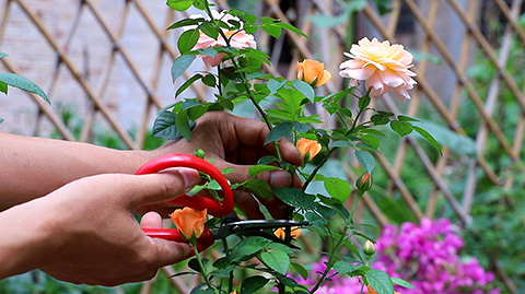 月季小苗要不要修剪掉花苞