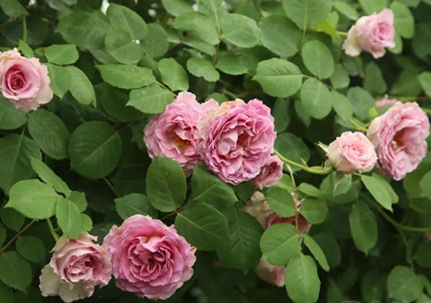 月季抗病性排行榜，分为几个等级