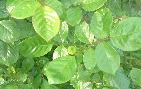 月季抗病性排行榜，分为几个等级