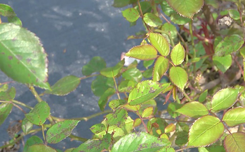 月季抗病性排行榜，分为几个等级