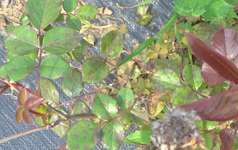 月季抗病性排行榜，分为几个等级