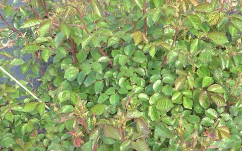 月季抗病性排行榜，分为几个等级