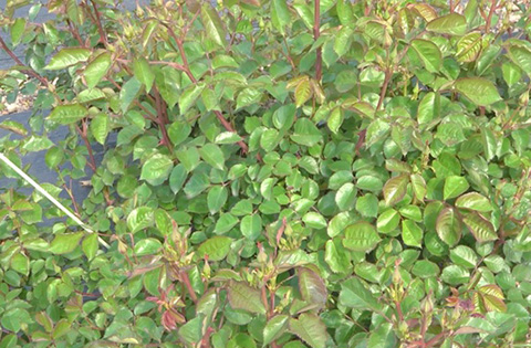 月季抗病性排行榜，分为几个等级