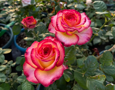 藤本月季需要施肥吗，怎么施