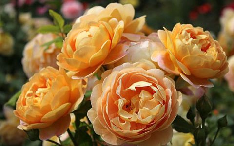 藤本月季最香的品种都有哪些