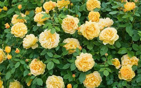 黄金庆典月季几季花